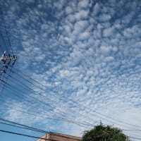 梅雨どきの朝の散歩