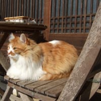 雪って冷たいにゃ　(οдО;)　