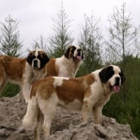 ヨーゼフは、セントバーナード犬？ - セントバーナードの