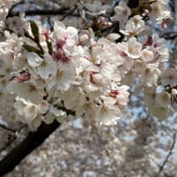 熊谷桜堤