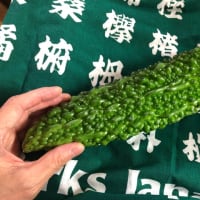 選挙にいこう～