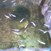 ミユキメダカ