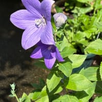 新しい毎日の顔　　〜花の中の花〜