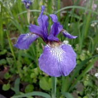 芍薬、小アヤメ、ジャーマンアイリス