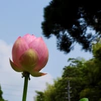 今年の鹿央蓮園・・・2025年7月