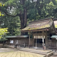 若狭姫神社の千年杉