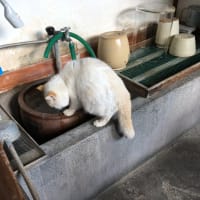 幸先いい旅！　〜京都&淡路島　家族の旅〜　その2