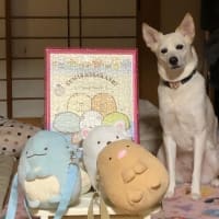 かっなりのお久しぶりです。