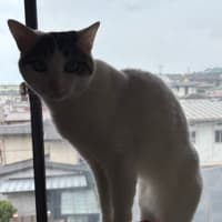 🙀なんでテレビを消すかな。。