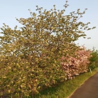 御衣黄桜と四葉のクローバー