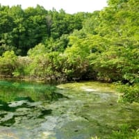２０２５年６月１８日　北八甲田山麓　田代平湿原のようす