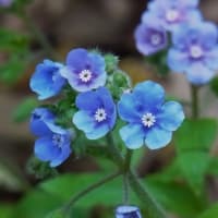 楚々とした花