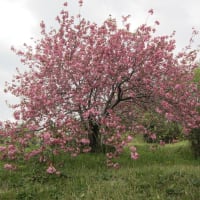今年のくノ一桜です。
