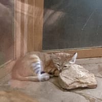 スナネコ、アミーラ