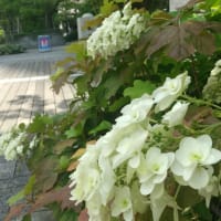 お稽古コンサーティーナ205