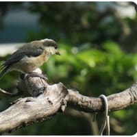 ヤマガラの幼鳥
