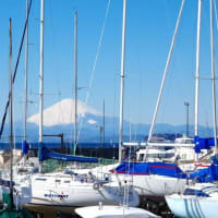 春のドライブは久しぶりの葉山へ！