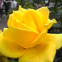 わが感謝の贈物（こころ）