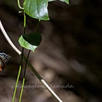旅する蝶アサギマダラと、その食草キジョラン