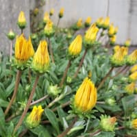 小次郎と春の草花－ガザニア－
