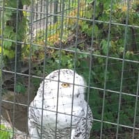 円山動物園