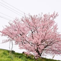 今治市の蒼社川で桜が咲いていました