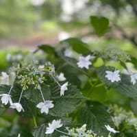 雨に似合うアジサイ