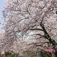 花見