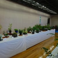 伊勢型紙展・山野草展
