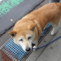 迷い犬