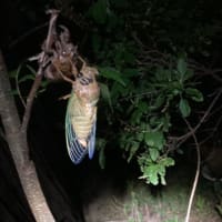クマゼミの羽化を見るのは久しぶり〜！