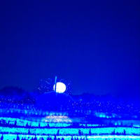 花祭りとイルミネーション・後編