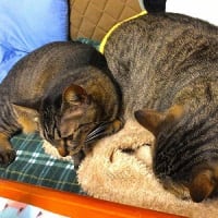 キジトラ猫団子