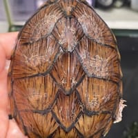 カブトニオイガメ