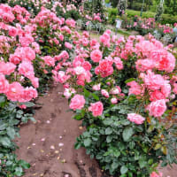 薔薇と遊ぶ