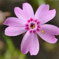 庭の芝桜 （１）３種