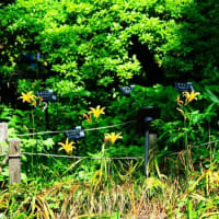 イヌヌマトラノオ、ノカンゾウとニホントカゲ（板橋区立赤塚植物園 2025.6.21撮影）