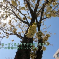 緑の桜の花