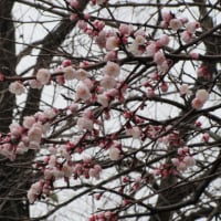 おい、わがガーデンの桜が早くも咲いたぞ！　ウソや！　ほんまや！　でもウソや！