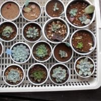 水やりと枯れ葉取り