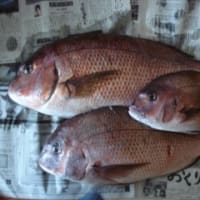 海上釣堀で遊ぶ
