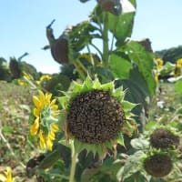 葛西臨海公園にて