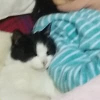 おまけの日記　ぶちくんのこと