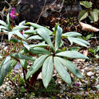 白馬五竜高山植物園