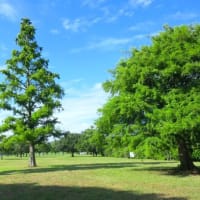 引地川親水公園散策