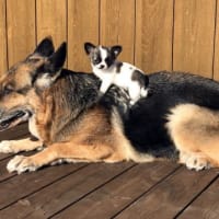 ブログ移行お試し投稿