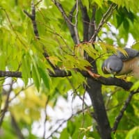 一期一会・・・鳥撮りの記　７２２　ツミ