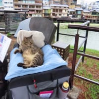 祇園で猫がらみ　先斗町