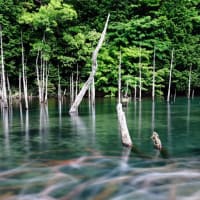 鯉流しショットに初挑戦～。