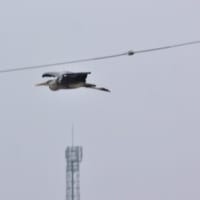 木更津市郊外の野鳥たち-今年もセイタカシギに出会えました。